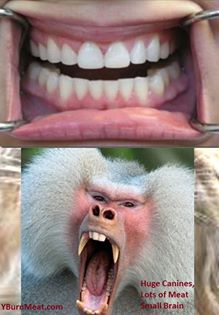 Baboon Teeth
