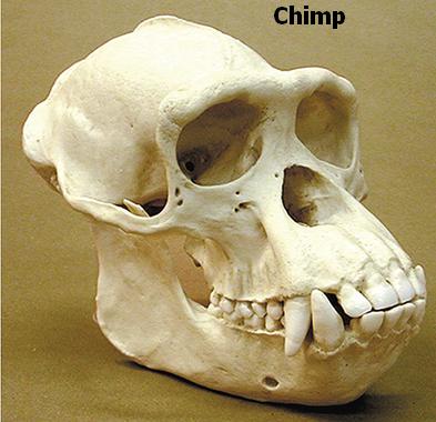 Chimp