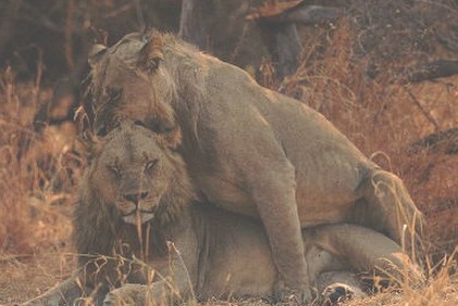 Lion Homosexuality