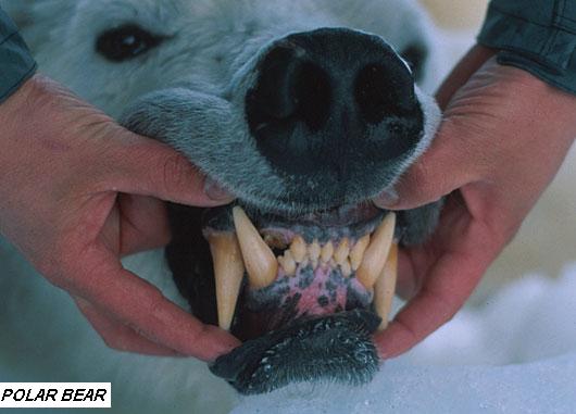 Polar Bear's Teeth