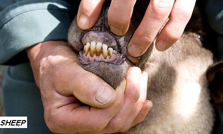 Sheep's Teeth